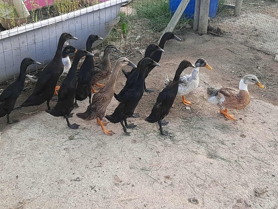 Patos corredores indianos