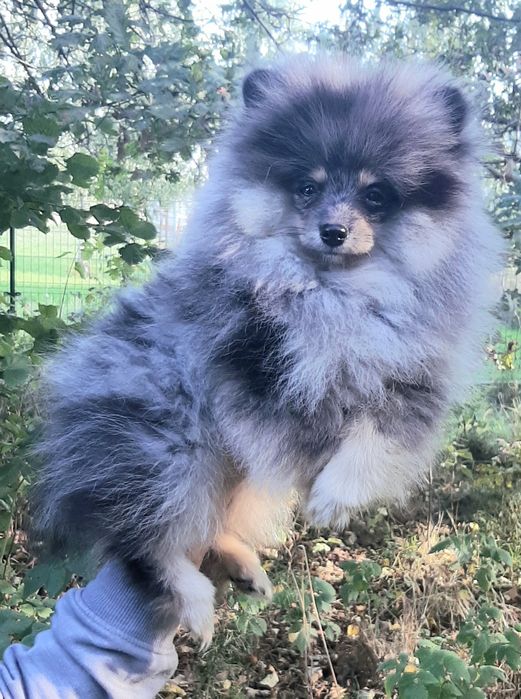 Chłopczyk Szpic miniaturowy pomeranian