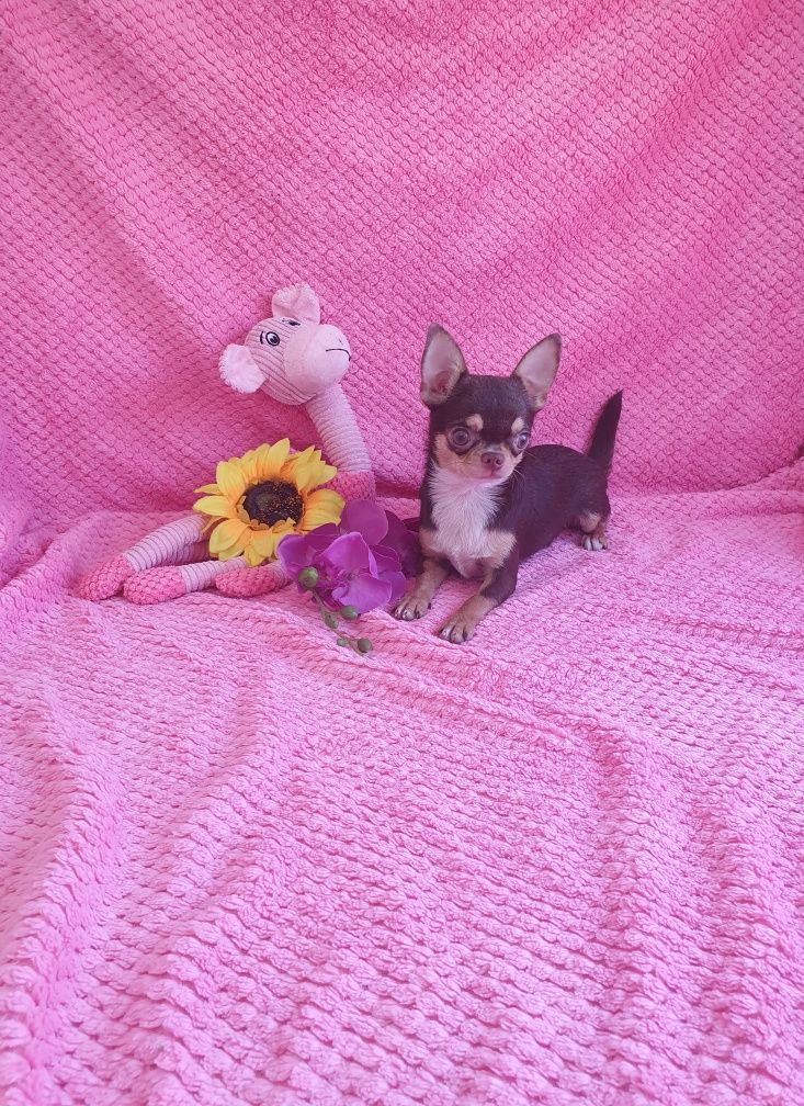 Chihuahua miniatura maravilhosa
