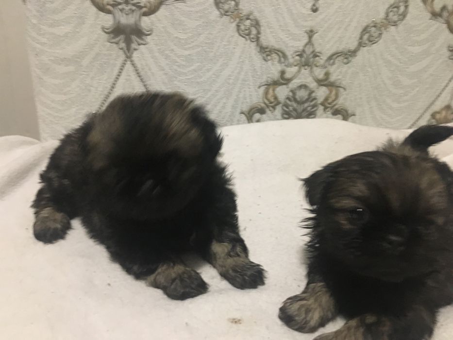 Щенки королевского пекинеса