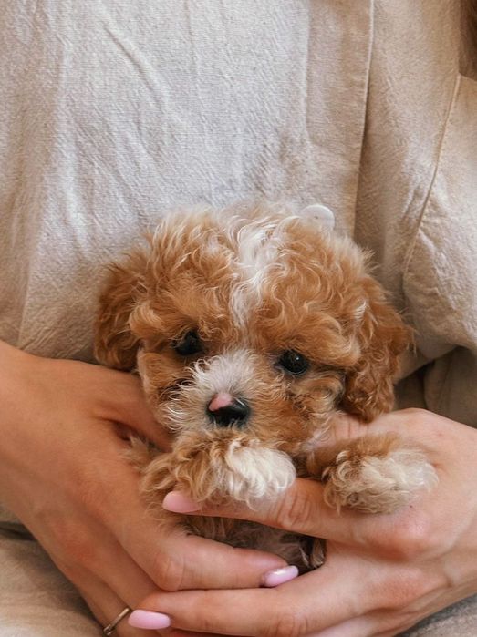 Купити мальтіпу • мальтіпу міні ф1 – оброблені