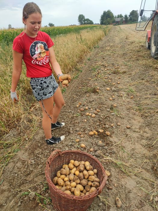 Młode ziemniaki wiejskie od rolnika