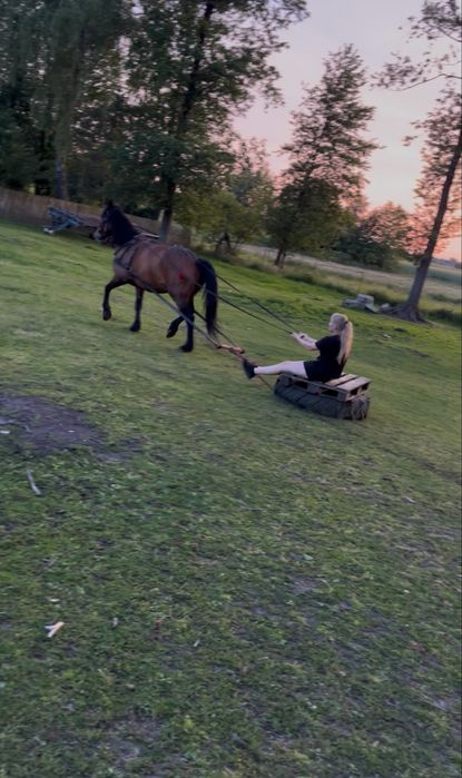 Dorita - piekna klacz w typie slazkim na sprzedaż