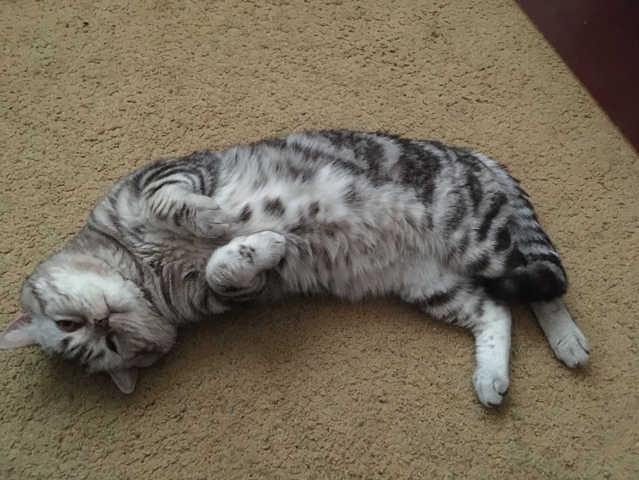 Котик чорний мармур на сріблі