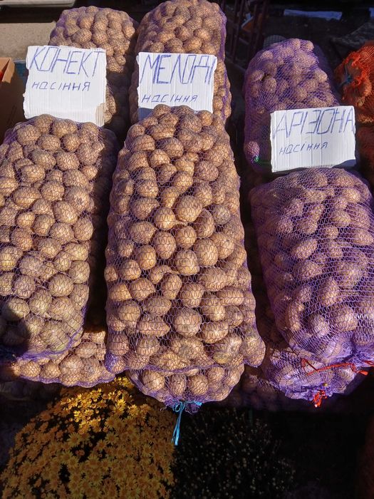 Продам насіння картоплі Мелоді, Коннект, Арізона  25грн