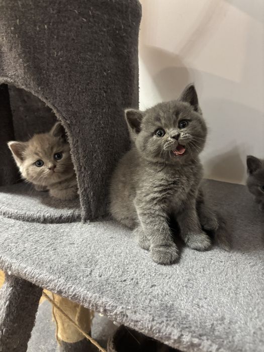 Śliczny kotek Bruno