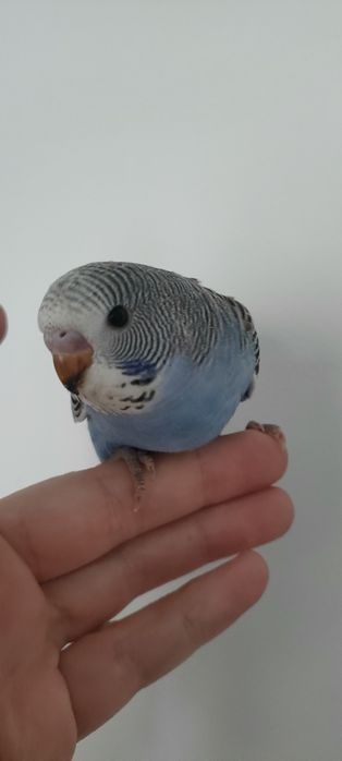 Młode Niebieskie Faliste