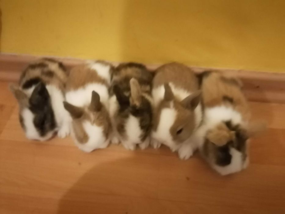Vendo bengalins reprodutores