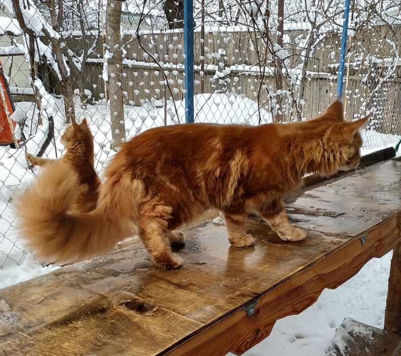 Питомник Красных Мейн кунов Maine Coon Red