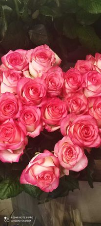 Цветы розы тюльпан розница и опт