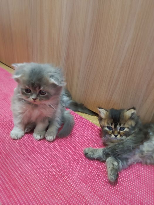Scottish Highland fold