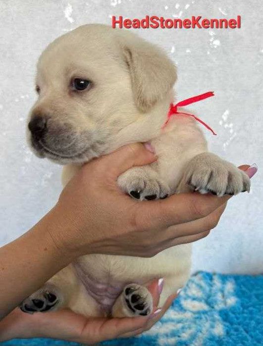 Лабрадор ретривер Щенки КСУ