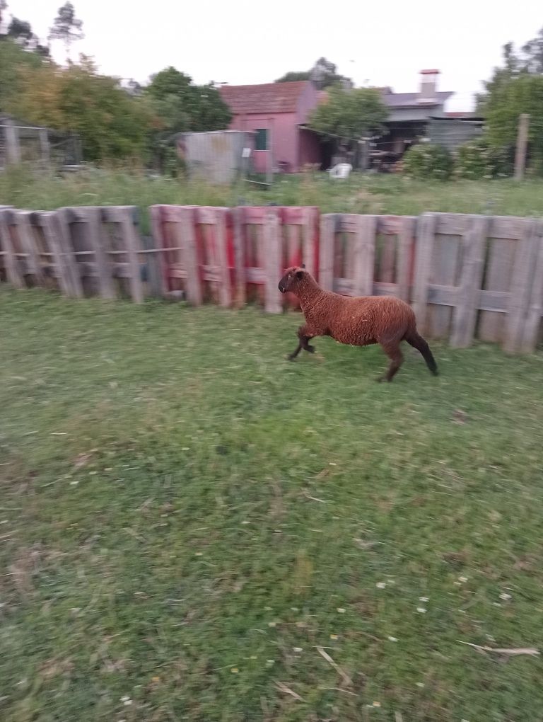Vendo borregos macho  100 euros cada