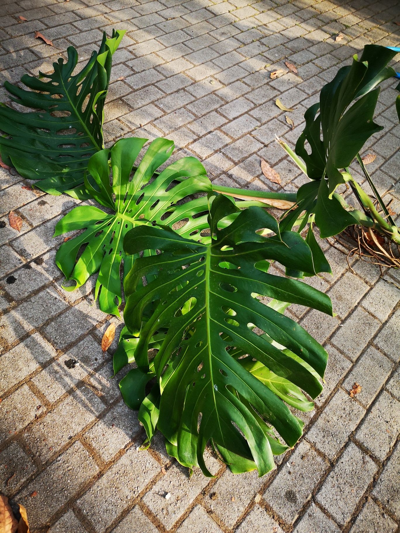 Monstera deliciosa – Planta com 6 folhas (50 cm)