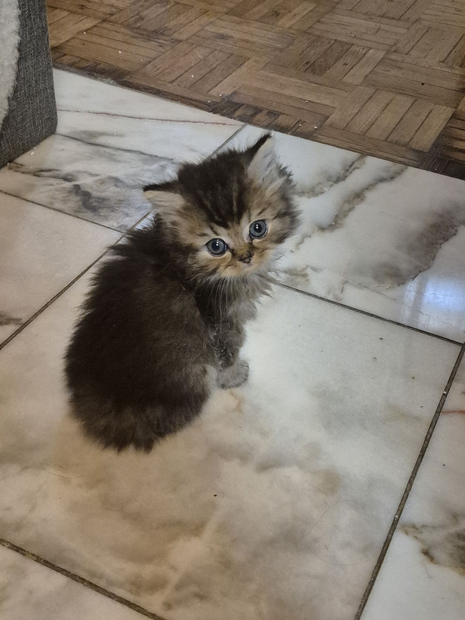 British macho brown tabby