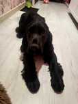 Cocer Spaniel 900 zl
