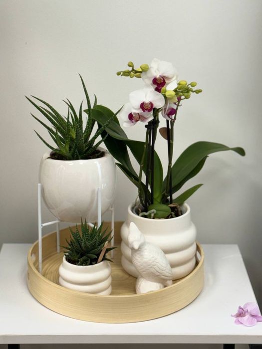 Подарункові набори, орхідеї, вазони