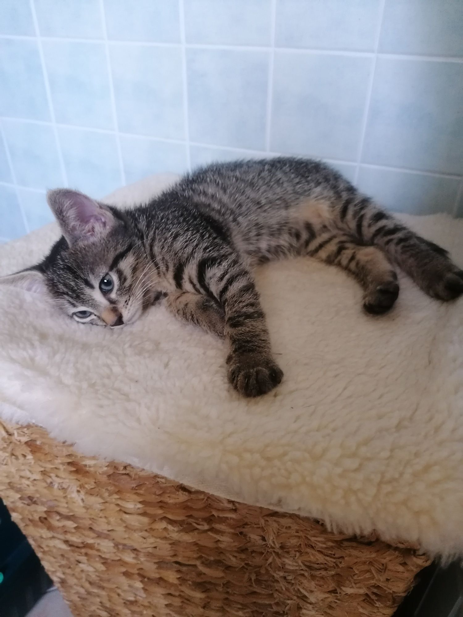 Kotek z dobrego domu:)