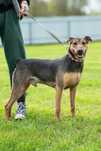 Rollo pies do adopcji