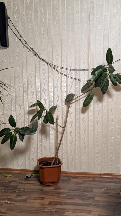 Срочно продам цветы комнатные Драцена ,Фикус