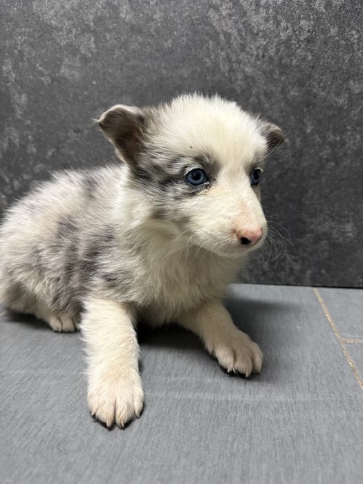 Border Collie Femea olhos azuis