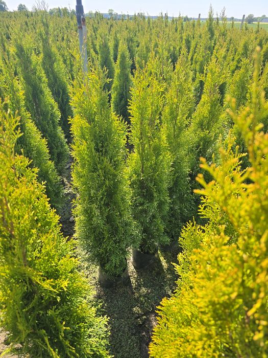 Tuja Smaragd 100 cm tuje brabant 120 szmaragd Laurowiśnia gniezno