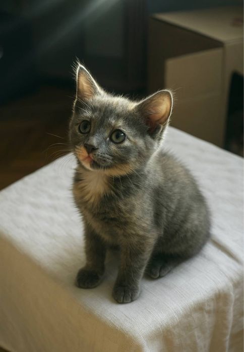 Кошеня шукає сім’ю, котеня, котик, котенок