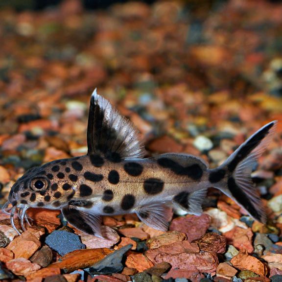 Synodontis Multipuntactus 6-7cm