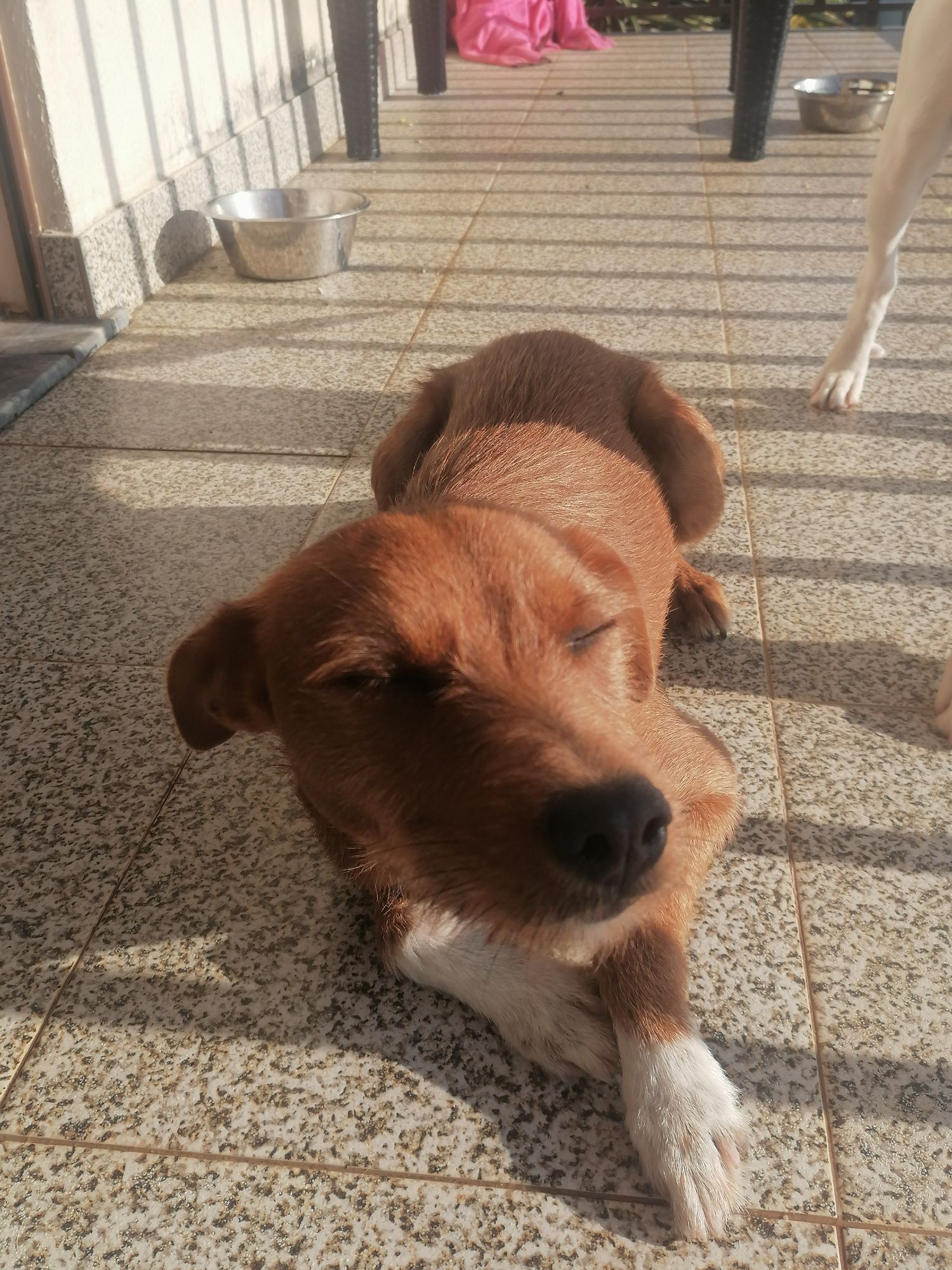 *URGENTE* caozinho macho para adoção