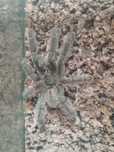Ptasznik wenezuelski Psalmopoeus irminia samiec adult
