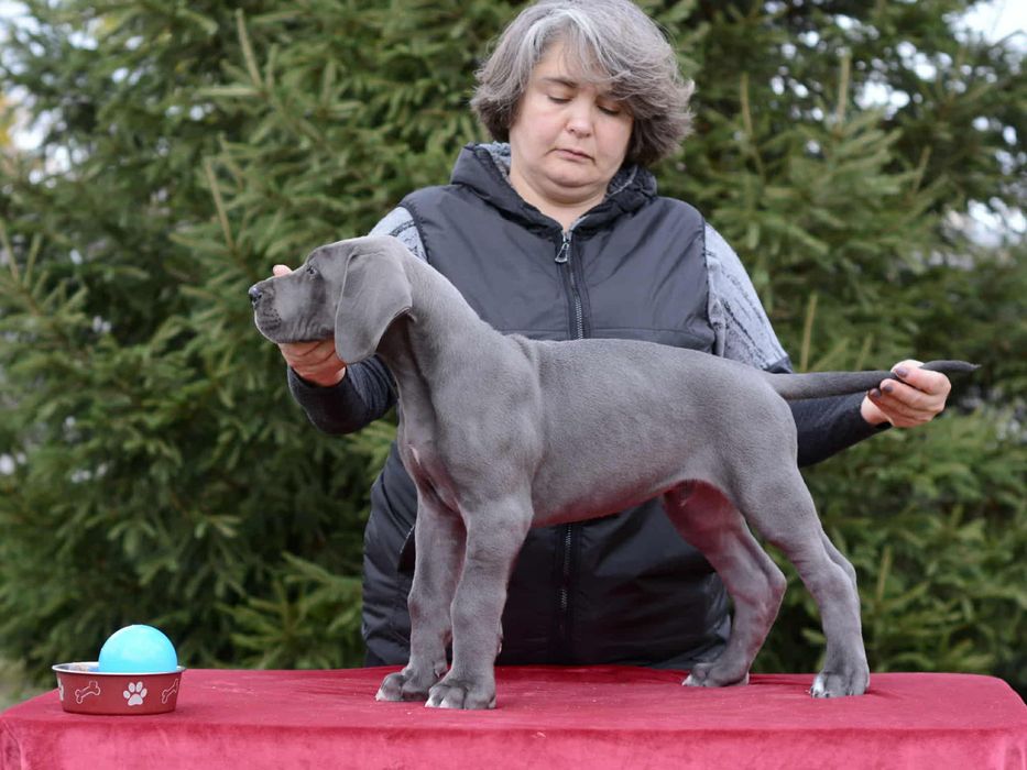 Племенные щенки из питомника. В родословной лучшие европ.производители