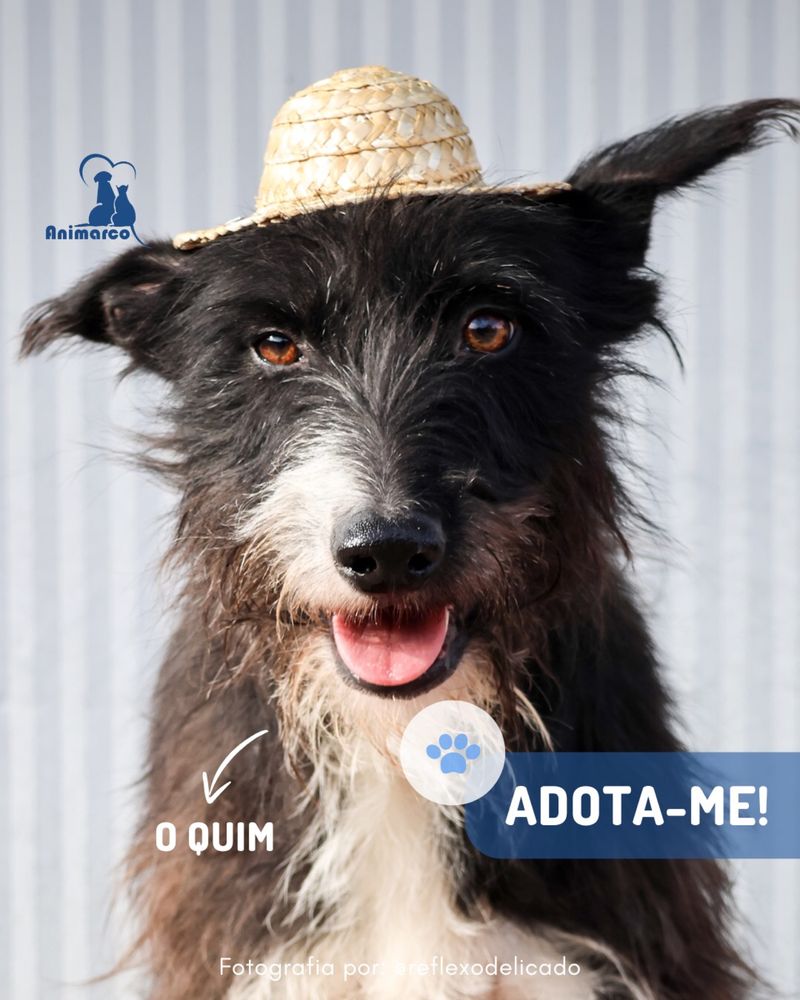 Quim cao porte medio - para adocao