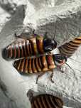 Elliptorhina javanica Karaczan madagaskarski karmówka pająk agama