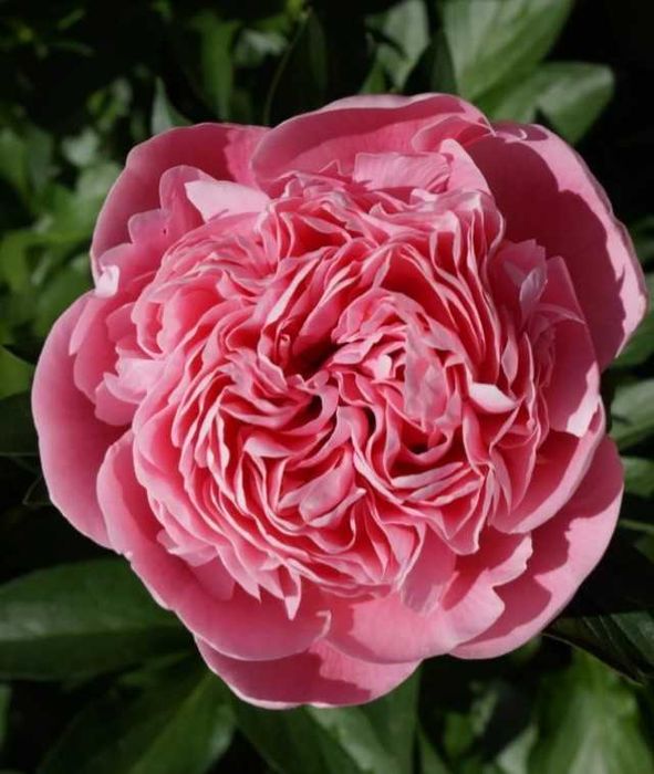 Пионы саженцы, размер 3-5 почек, розница, есть опт, часть 2