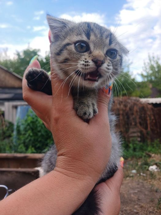 Продам шотландскуя вислоухую