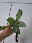 Aglaonema prince(?) Sadzo ka z korzonkami