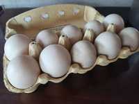 Sprzedam jaja lęgowe kaczek francuskich