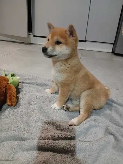 Shiba Inu ﾠﾠﾠﾠﾠﾠﾠﾠﾠﾠ