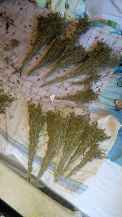 гармала трава 250 грн.  30 гр.      семена 250 грн. 20 грамм