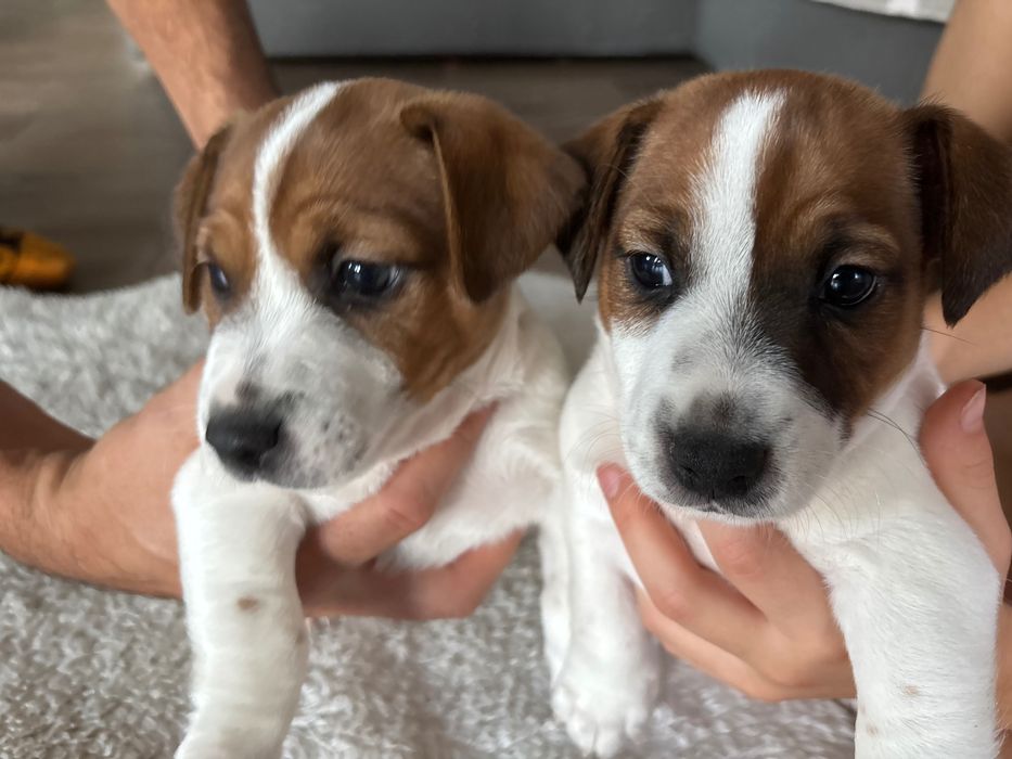 Jack Russell Terrier ostatnie piesek suczka