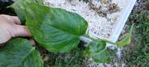 epipremnum pinnatum marble green-cięty szczyt