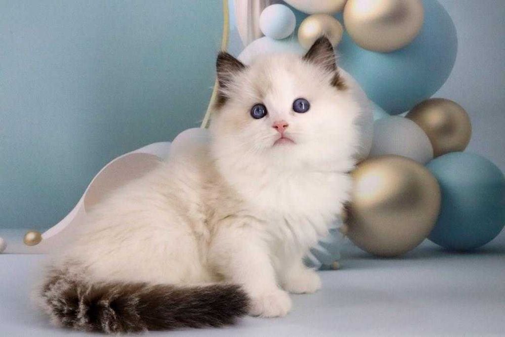 Самий ласкавий котик ексклюзивної породи-регдолл