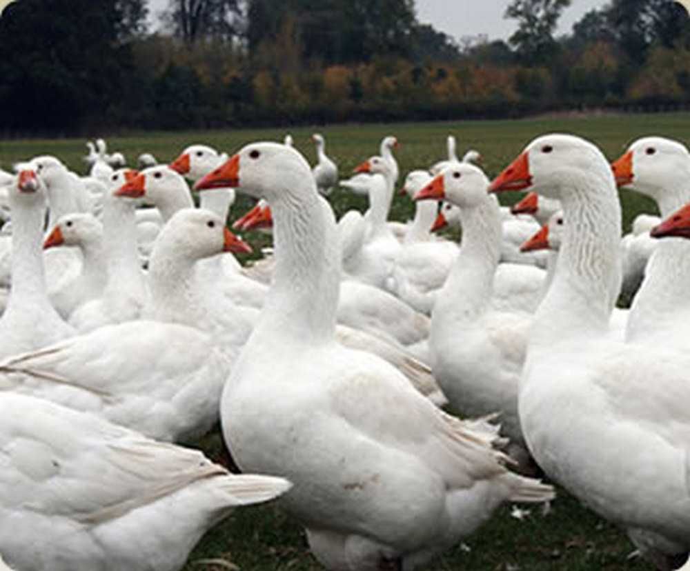 Gęsi piskleta do dalszego odchowu  kołudzkie, landes transport Gratis