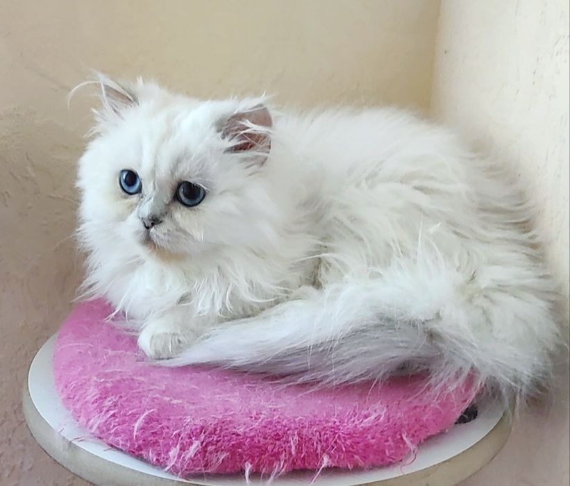 Клубный мальчик шиншиллка поинт хайленд