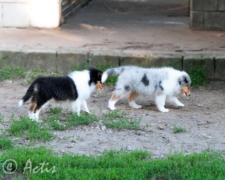 COLLIE Owczarek Szkocki długowłosy szczeniak rodowodem po Championach