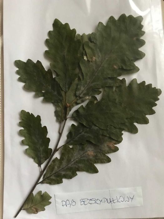 Zielnik rośliny do zielnika