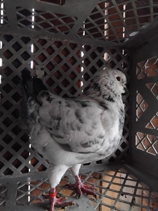 Gołębie Kingi sprzedam.