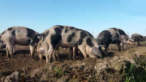 Złotnicka pstra wielkopolska loszki