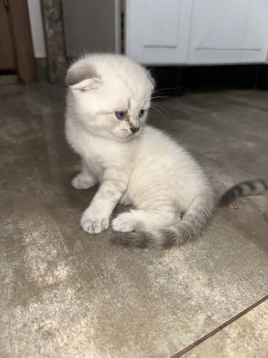 Шотланські висловухі котики