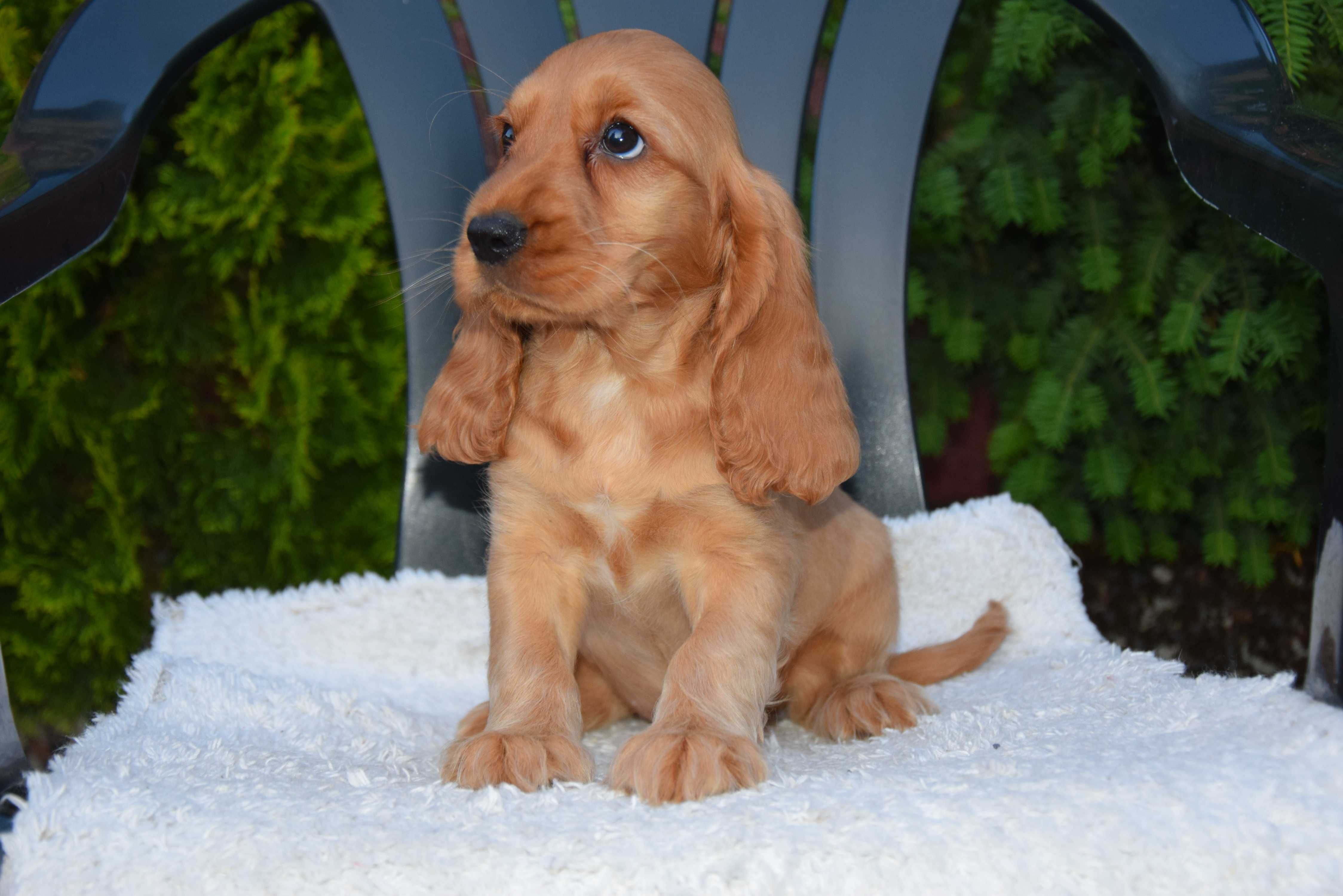 Cocker Spaniel - szczenię